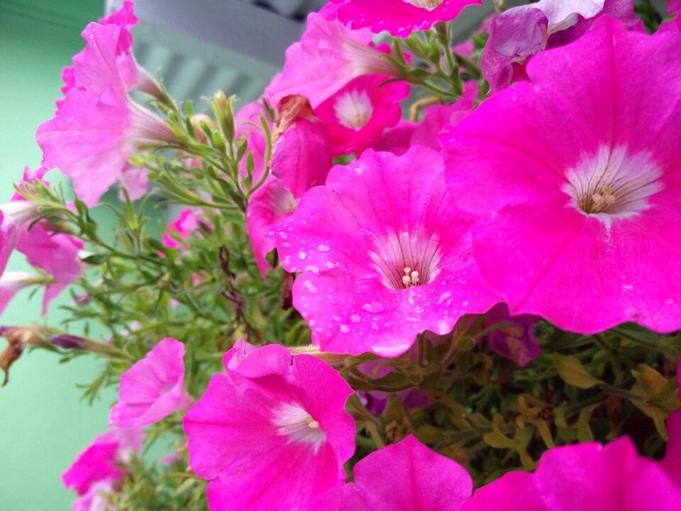 Garden dew