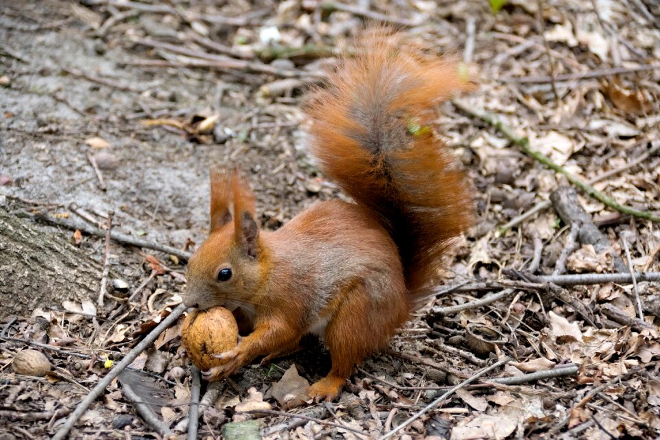 Nature animals walnut