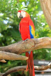 Macaw bird zoo photo