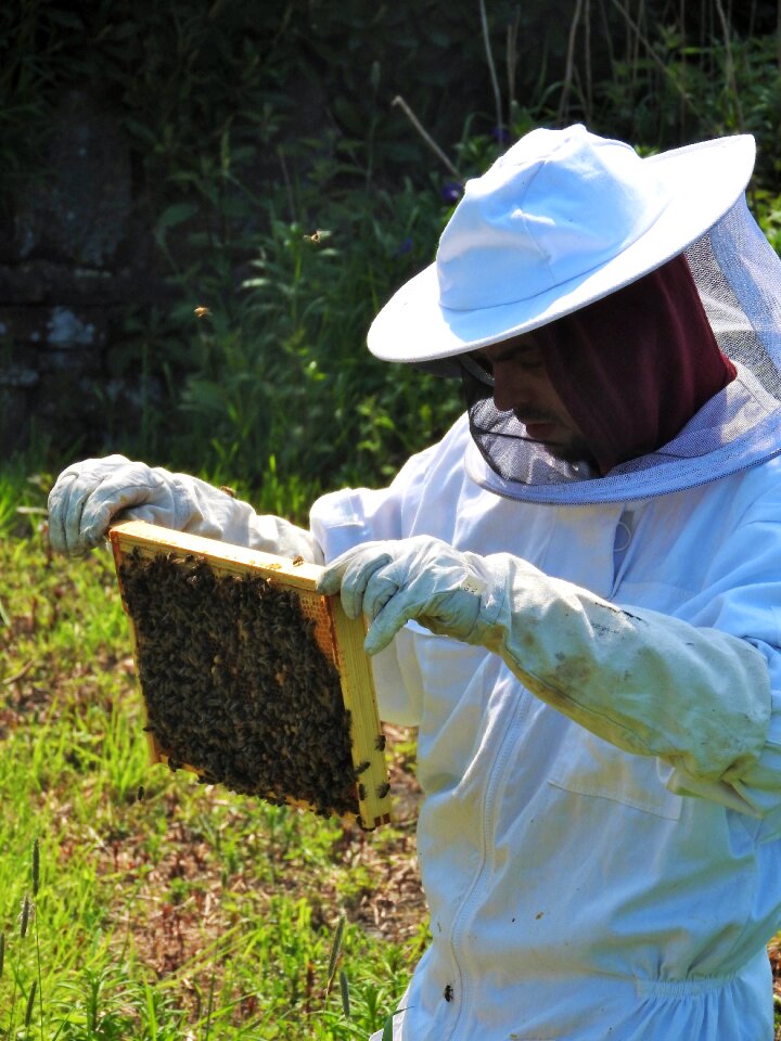 Honey hive apiary