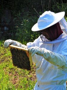 Honey hive apiary photo