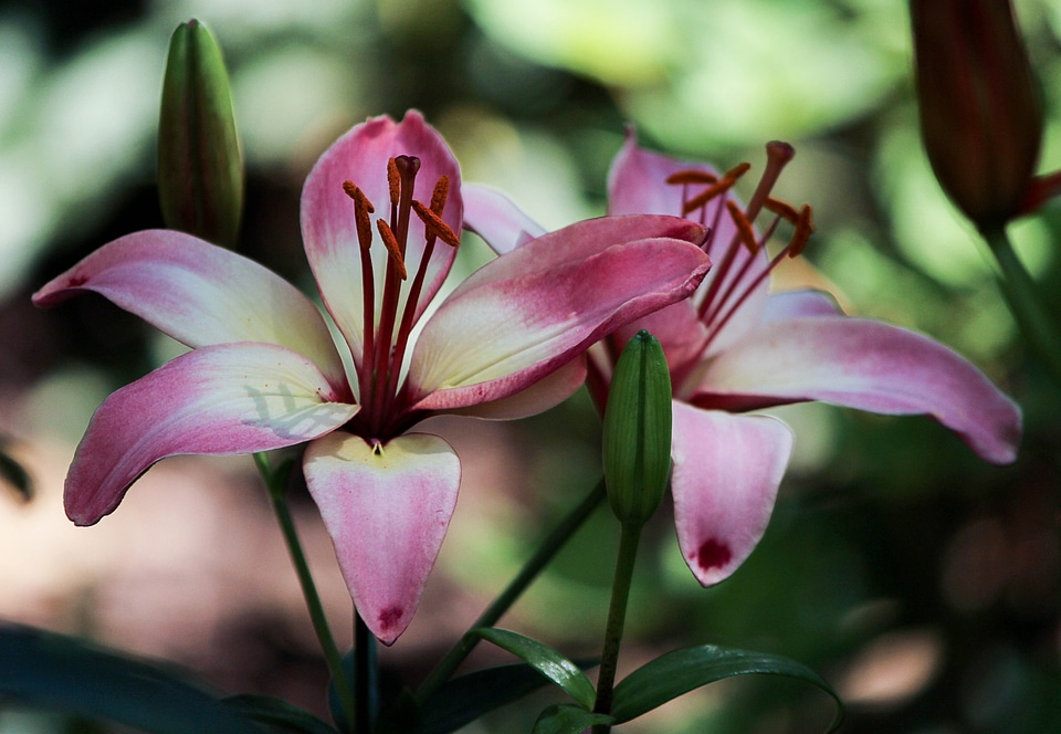 Fragrant plant floral