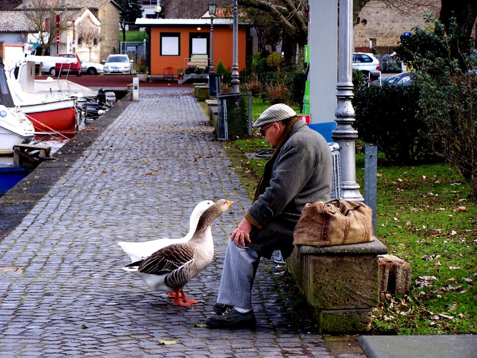 Geese dialogue couples