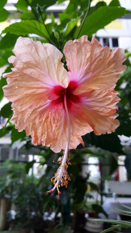 Exotic hawaii design