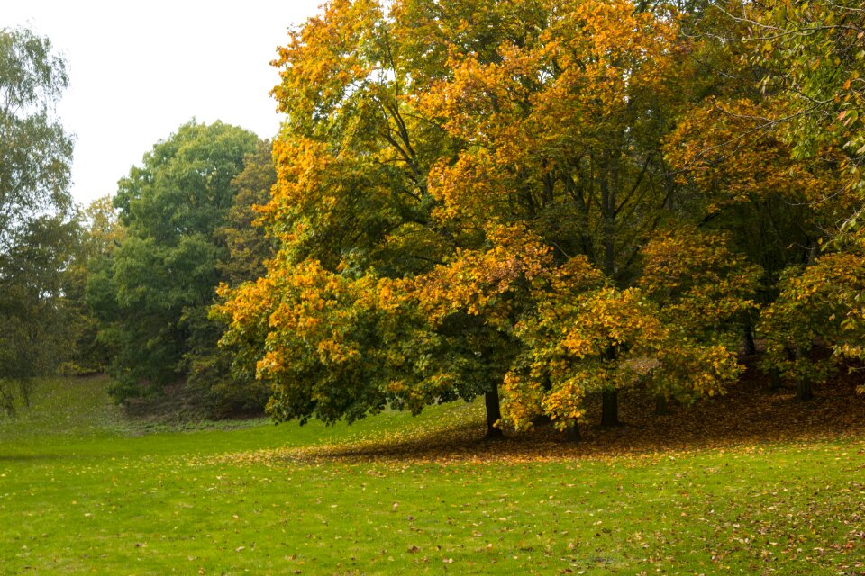 City chestnut nature