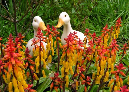 Bulbs garden nature