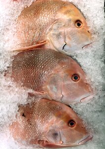 Seafood omega 3 protein