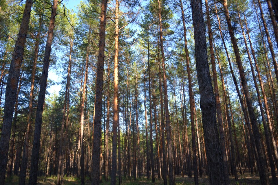 Trees russia needles