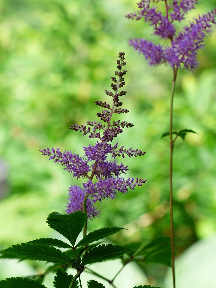 Purple flower inflorescence