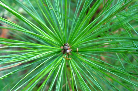 Evergreen fir needles photo