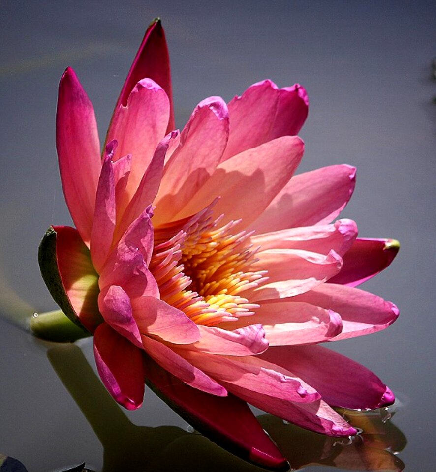 Pond summer gwangokji