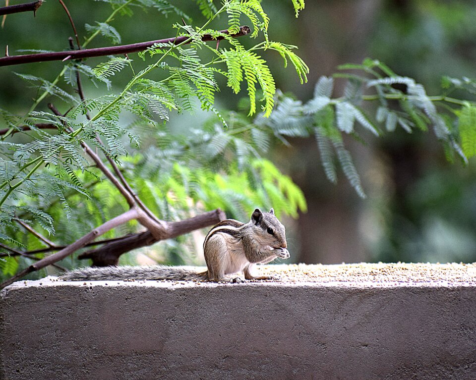 Wild natural wildlife