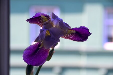 A garden plant macro closeup