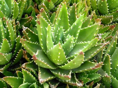 Medicinal succulent plant medicinal