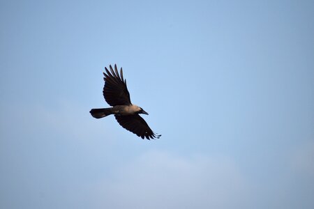 Blue sky corvus photo