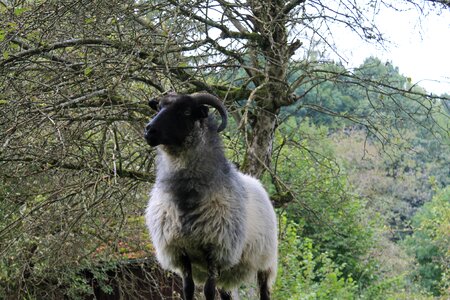 Horns wool meadow