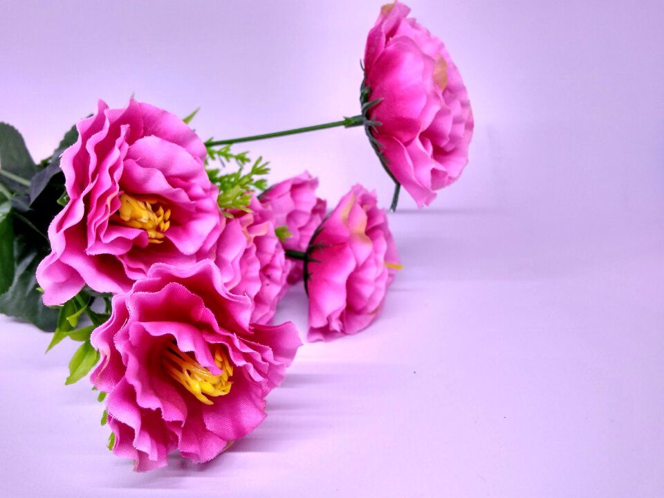 Beauty floral plant