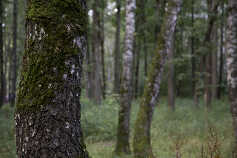 Nature tree landscape