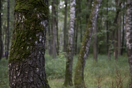 Nature tree landscape