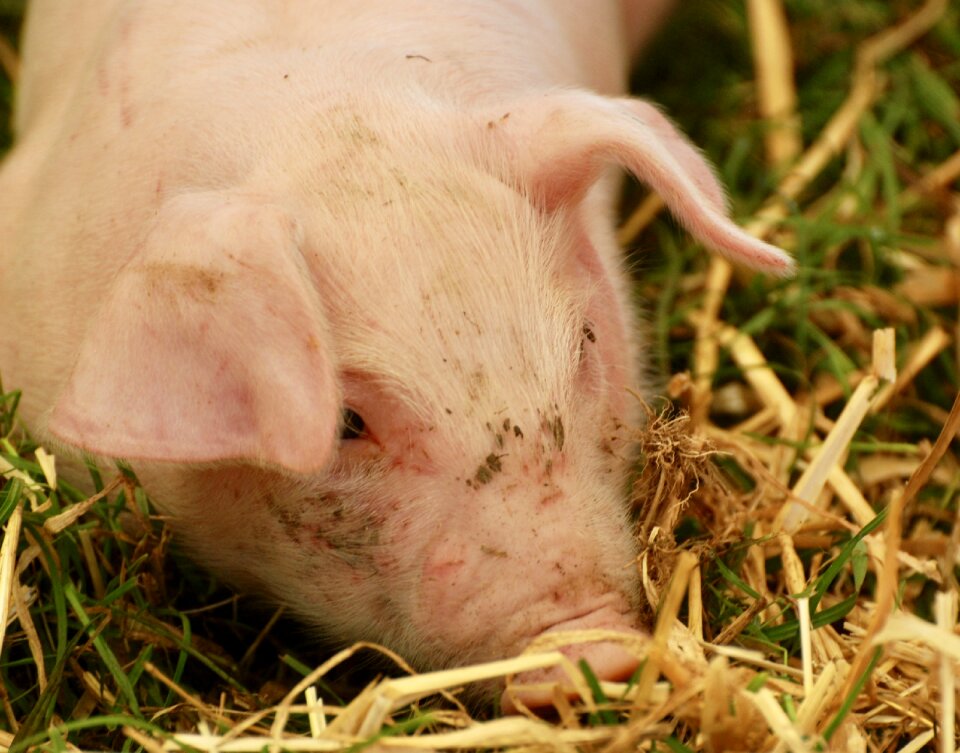 Eating farm