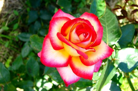 Hatching rosebush petals