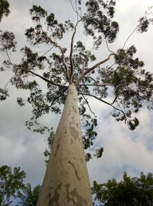 Plant tree bottom shot