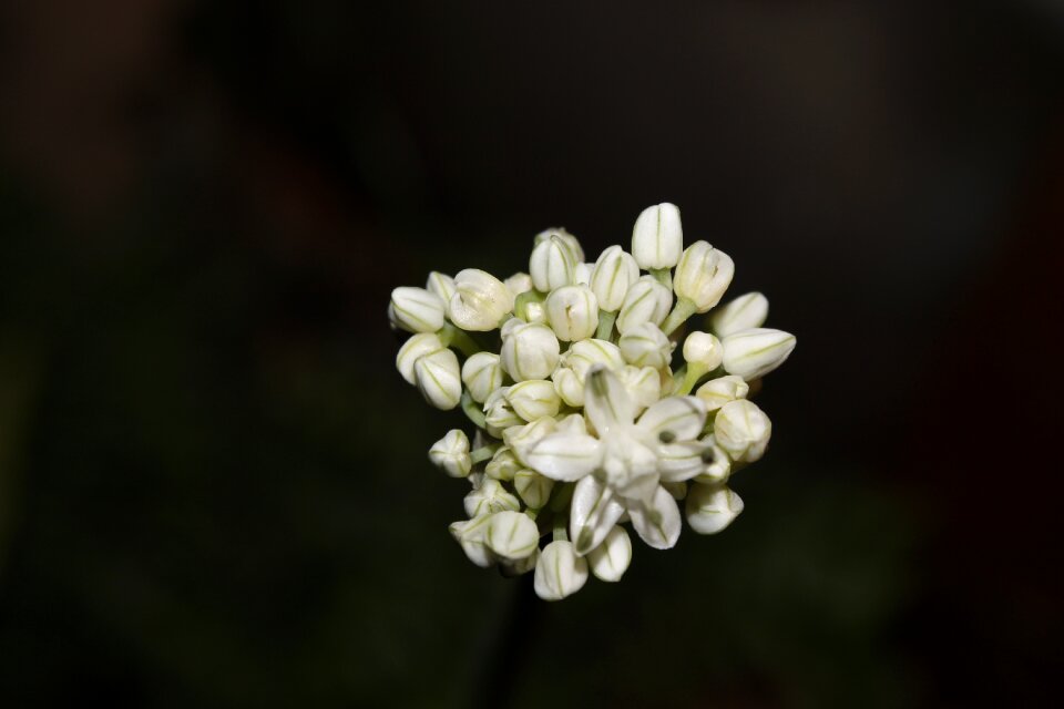 Bud blooming onion