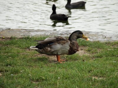 Duck dinner water