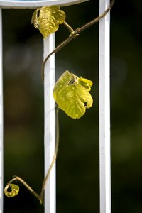 Wipes green leaf photo