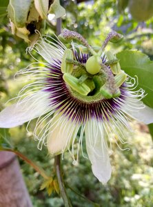 Flower passion fruit flower plant
