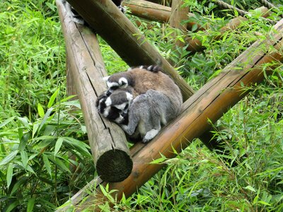 Cosy zoo