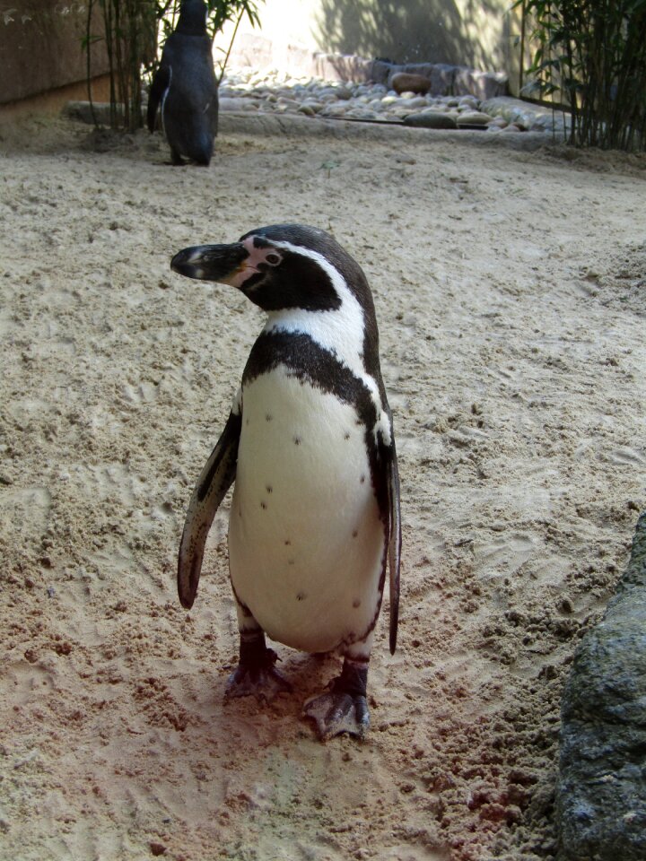 Standing zoo