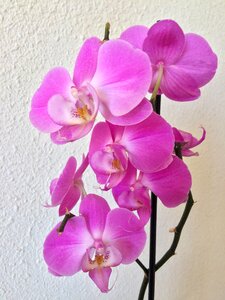 Flower nature blossom