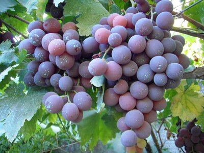 Cluster galicia rias baixas