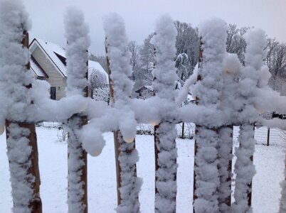 Snowy garden winter impressions photo