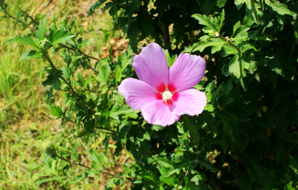 Nature country flowers korean flower