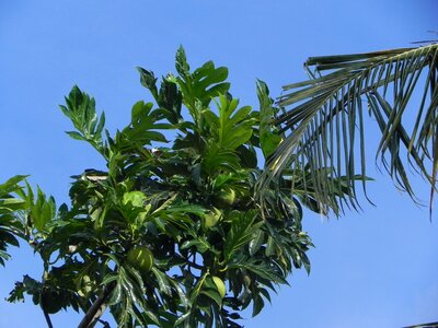 Leaves tropics breadfruit tree