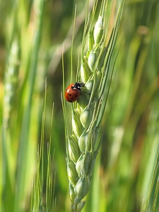Insects nature macro