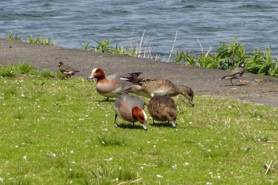 Cute lake lake biwa