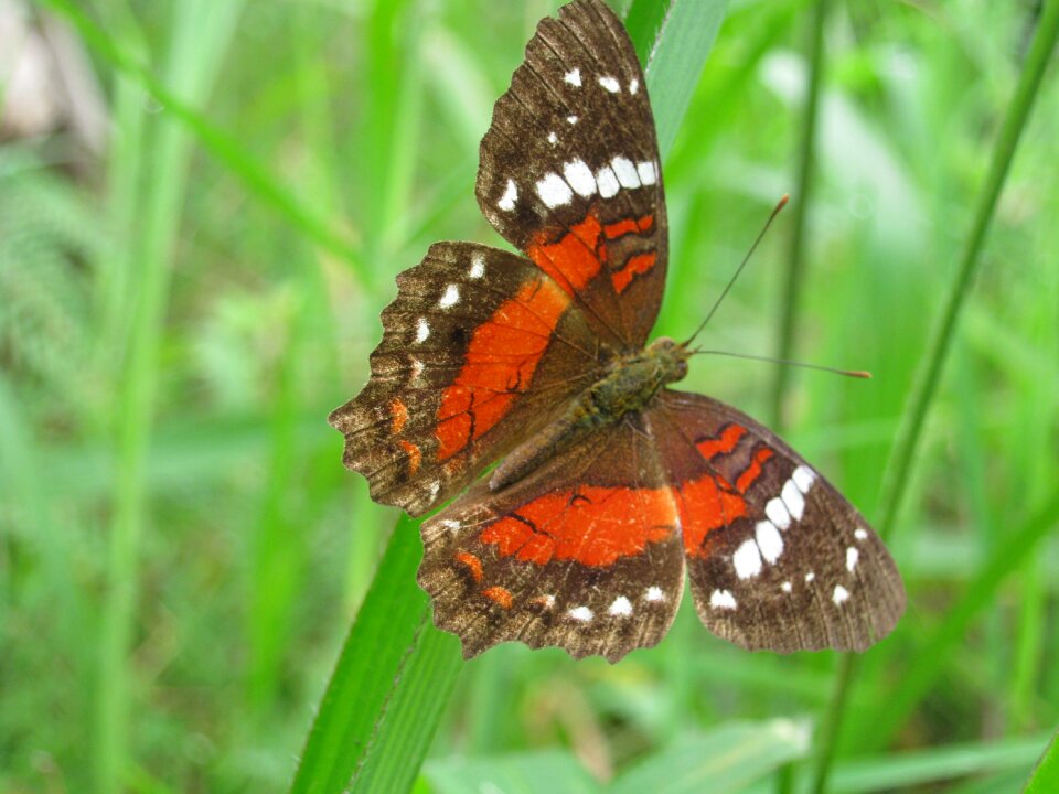 Butterfly nature monarch