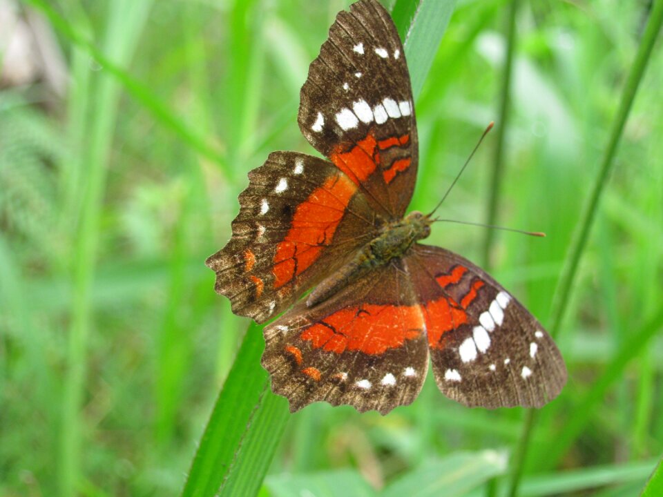 Butterfly nature monarch photo