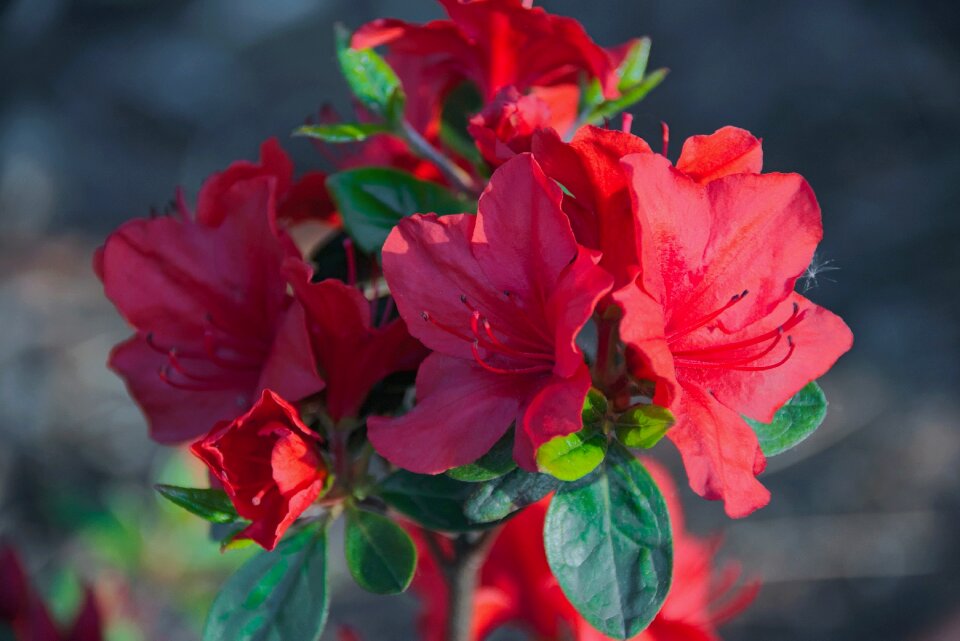 Rhododendron macro spring