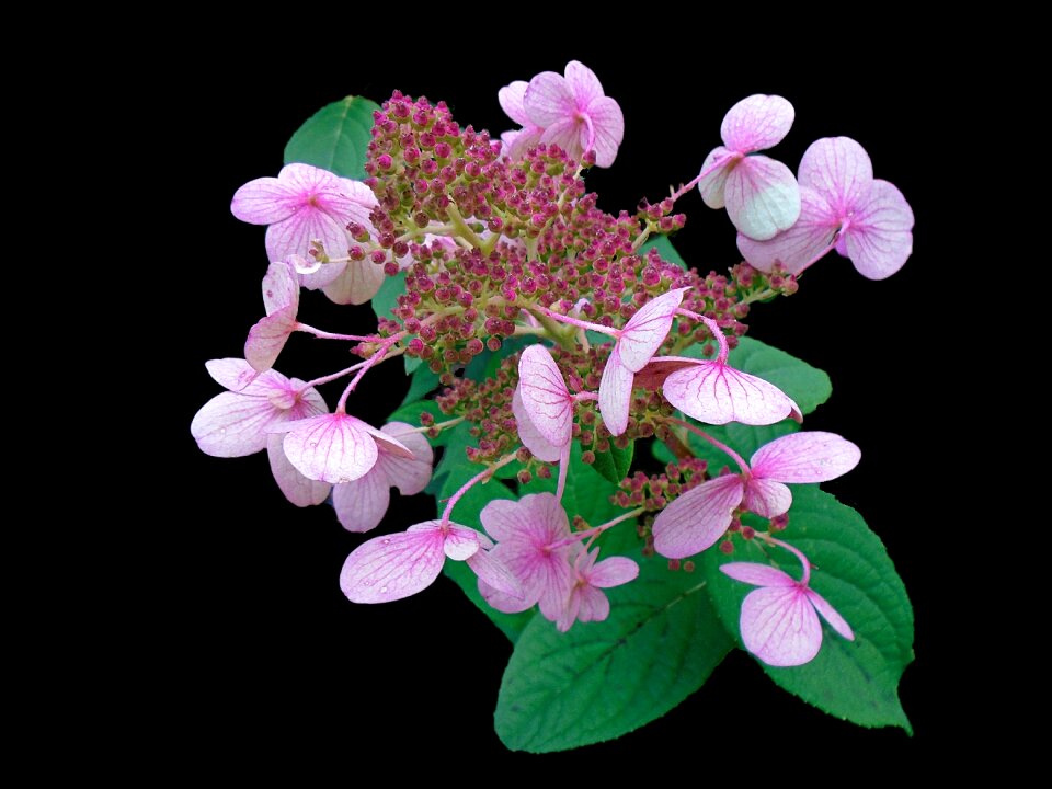 Blossom flower bloom