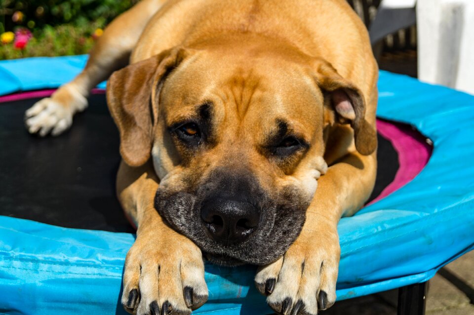 Dog boerboel african farmers dog