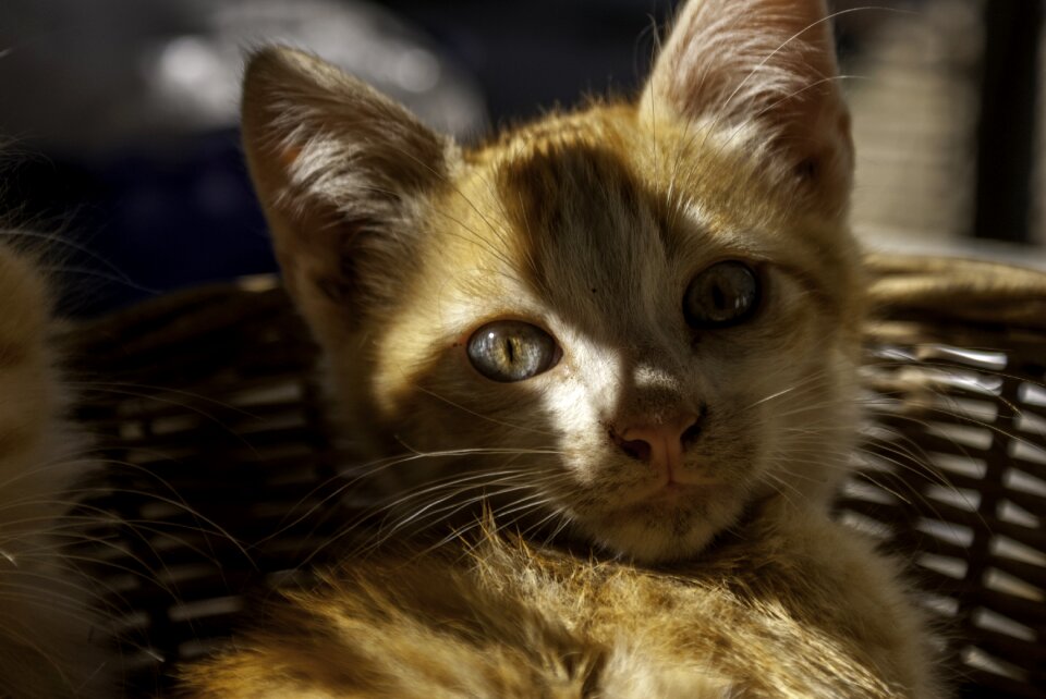 Feline animal pet photo