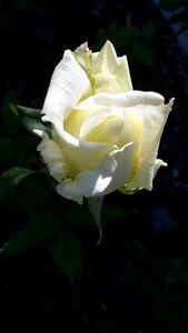 Nature rose bloom black and white photo