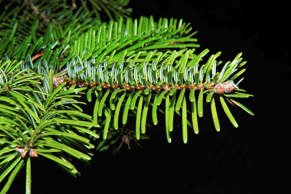 Fir tree branch evergreen