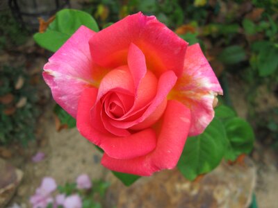 Peace rose