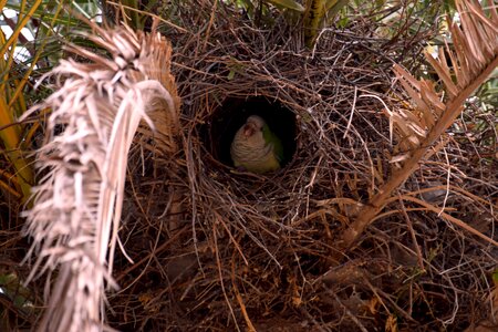 Parrot nest parrot colourful