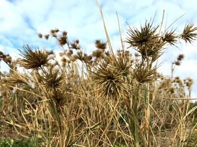 Sand dunes nature grass photo